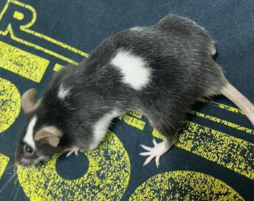 Maus
