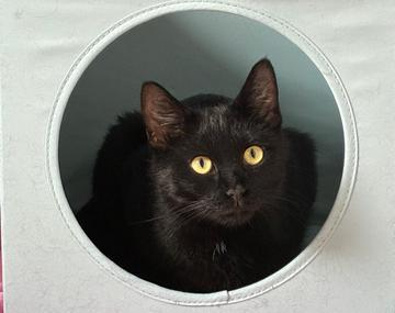 Europäische Hauskatze