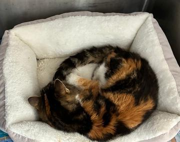 Europäische Hauskatze