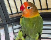 Fundtier Tier-ID 40279