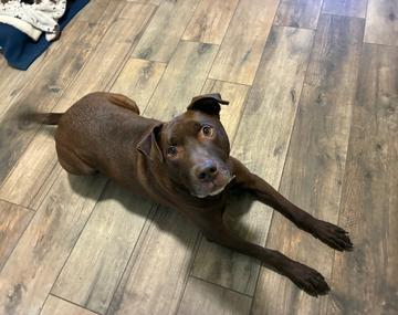 Labrador Retriever-Mischling