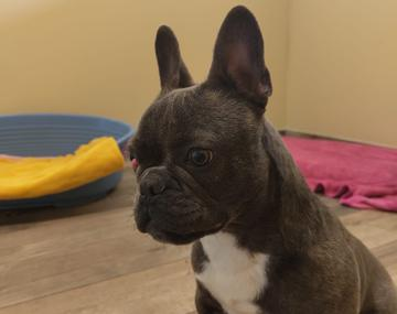 Bulldogge