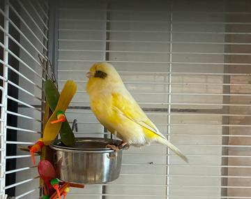 Kanarienvogel