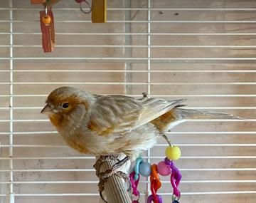 Kanarienvogel