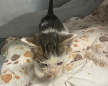 Europäische Hauskatze