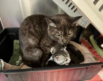 Europäische Hauskatze