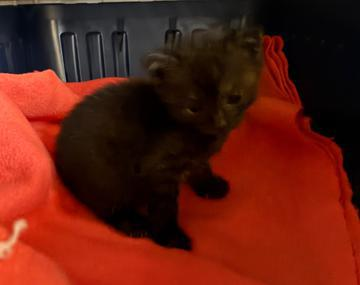 Europäische Hauskatze