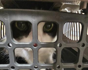 Europäische Hauskatze