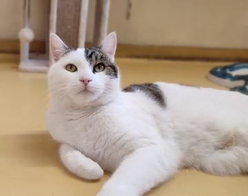 Europäische Hauskatze