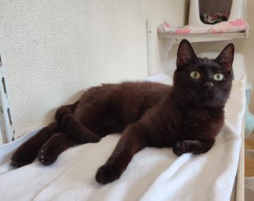 Europäische Hauskatze