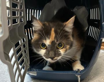Europäische Hauskatze