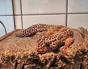 Reptilien/Amphibien