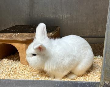 Kaninchen