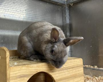 Kaninchen