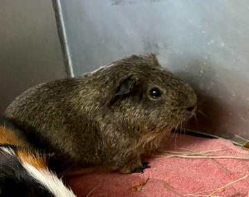 Meerschweinchen