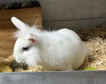 Kaninchen