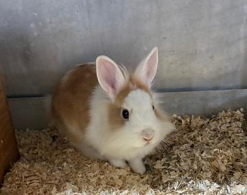 Kaninchen