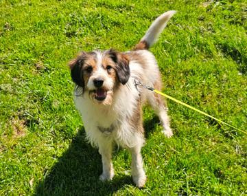 Terrier-Mischling