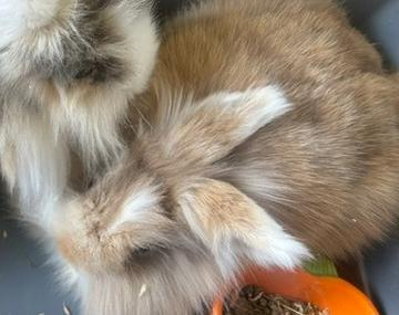 Kaninchen