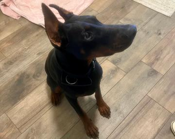 Dobermann