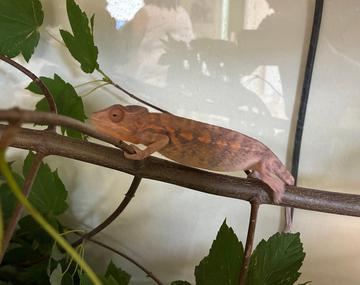 Reptilien/Amphibien