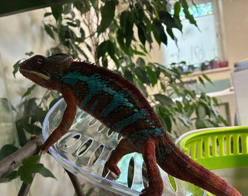 Reptilien/Amphibien