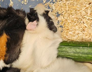 Meerschweinchen