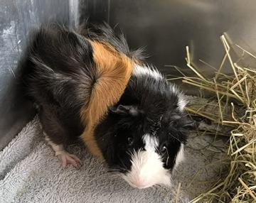 Meerschweinchen