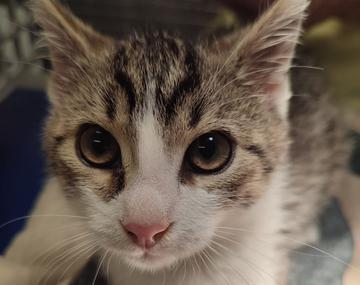 Europäische Hauskatze