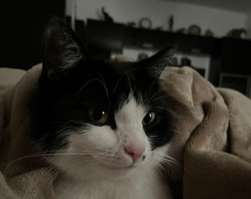 Europäische Hauskatze