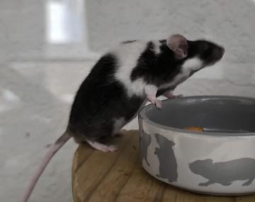 Maus