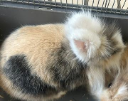 Fundtier Tier-ID 40813