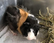 Fundtier Tier-ID 41101