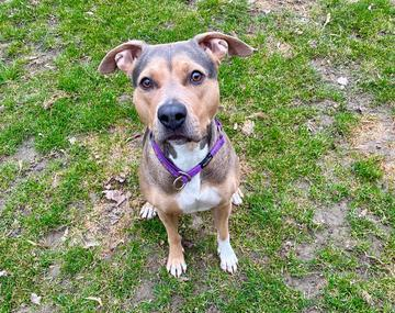 Pit Bull-Mischling