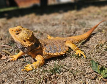 Reptilien/Amphibien