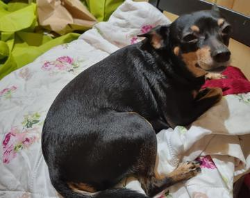 Pinscher