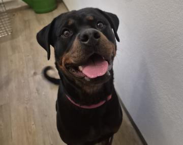 Rottweiler