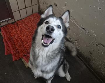 Husky