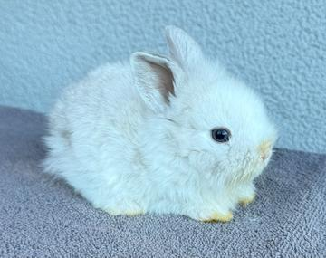Kaninchen