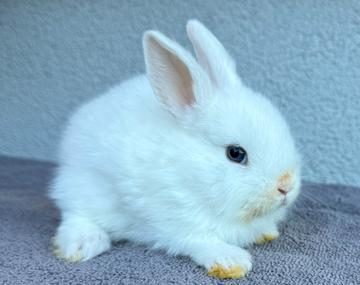 Kaninchen