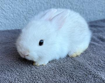 Kaninchen