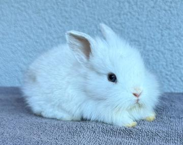 Kaninchen