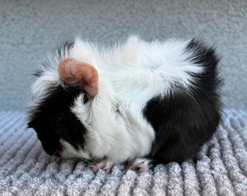 Meerschweinchen