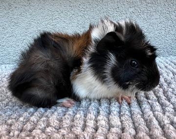Meerschweinchen