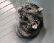 Fundtier Tier-ID 42043