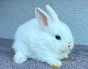 Fundtier Tier-ID 41582
