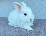 Fundtier Tier-ID 41584