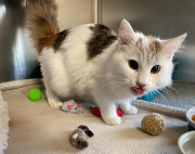 Fundtier Tier-ID 38493