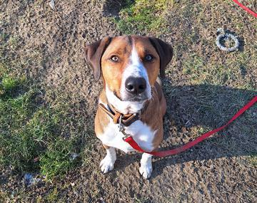 Appenzeller Sennenhund-Mischling