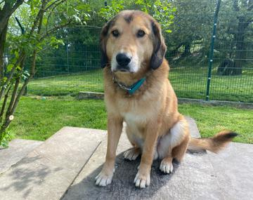 Schäferhund-Mischling